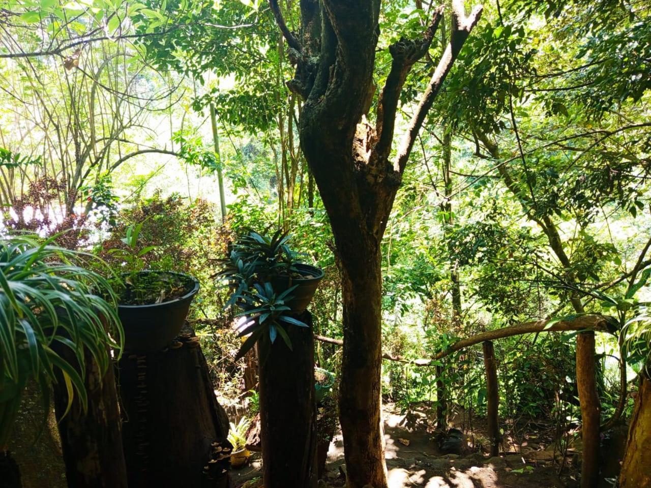 Jungle Face Inn Ella Ngoại thất bức ảnh