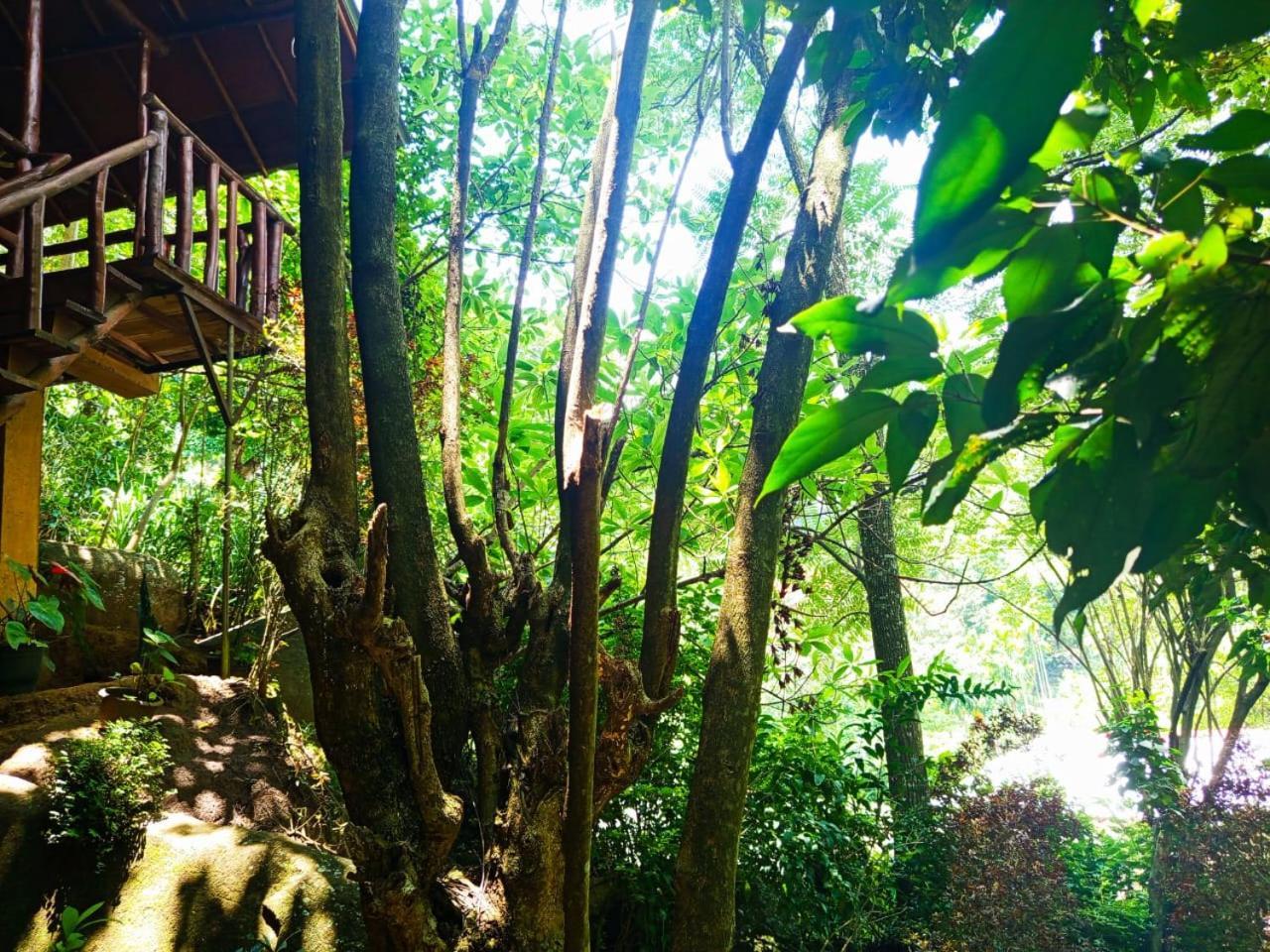 Jungle Face Inn Ella Ngoại thất bức ảnh