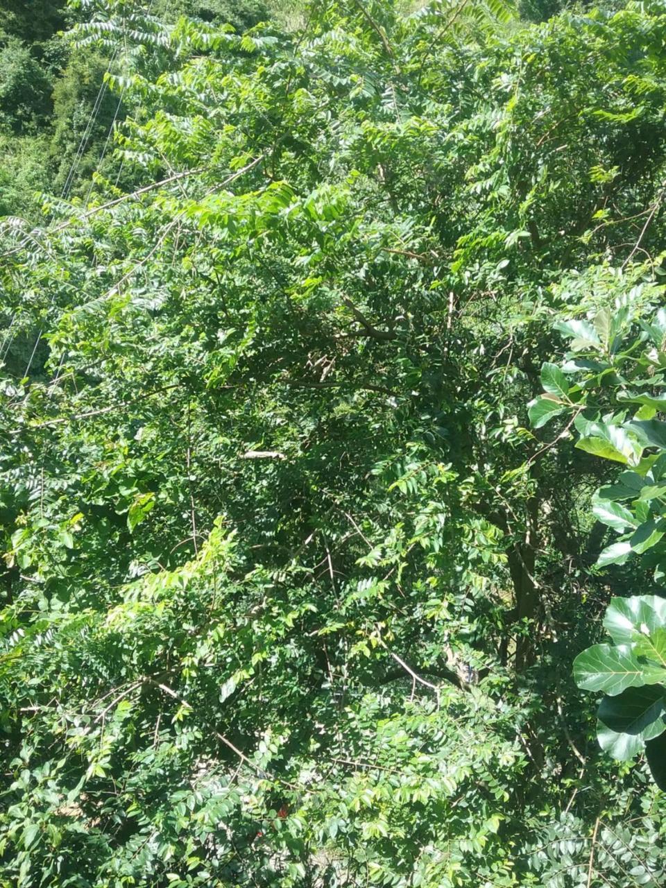 Jungle Face Inn Ella Ngoại thất bức ảnh