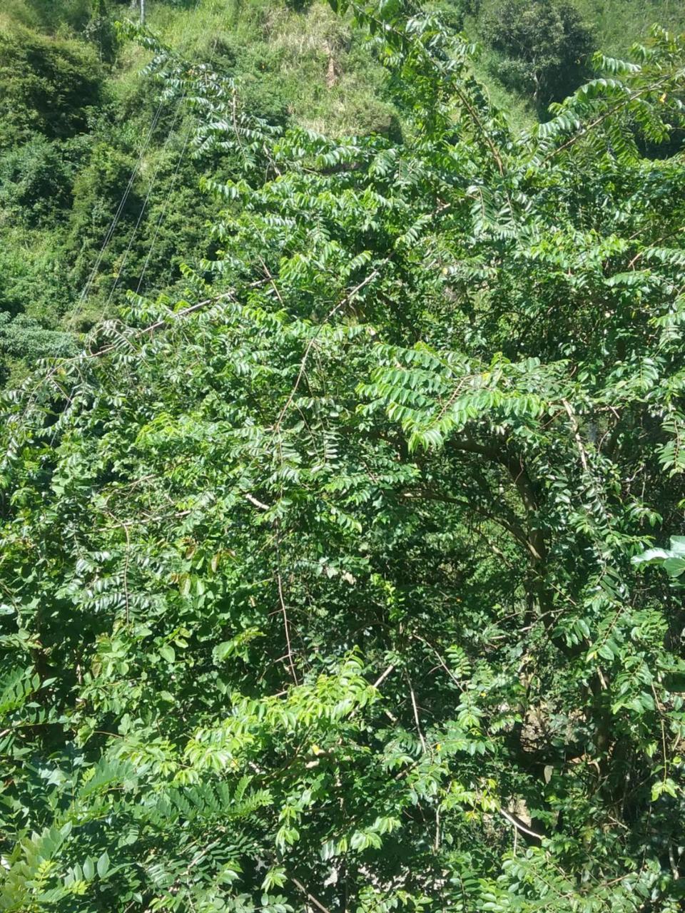 Jungle Face Inn Ella Ngoại thất bức ảnh